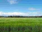 Campagne et champs au bord de la rive du Cher entre Veretz et Azay sur Cher